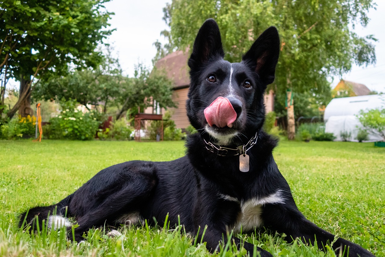 Understanding Your Pet's Body Language